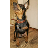 Customized Metal Dog Tags with FREE Name Engrave By Yvyoo