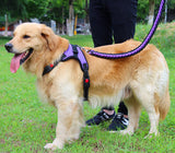 Big Dog Plaited Leash And Collar Set V2