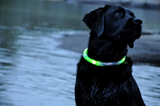 Safety Pet Collar With LED And Printed Design By I Love Dogs Society
