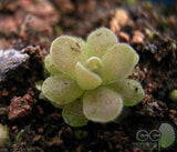 40 Seeds Per Pack - Lithops Pseudotruncatella