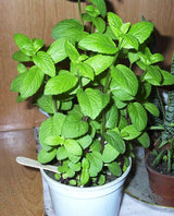 100 Seeds Per Pack -  Mentha Arvensis (Field Mint)Aromatic Herb Plant